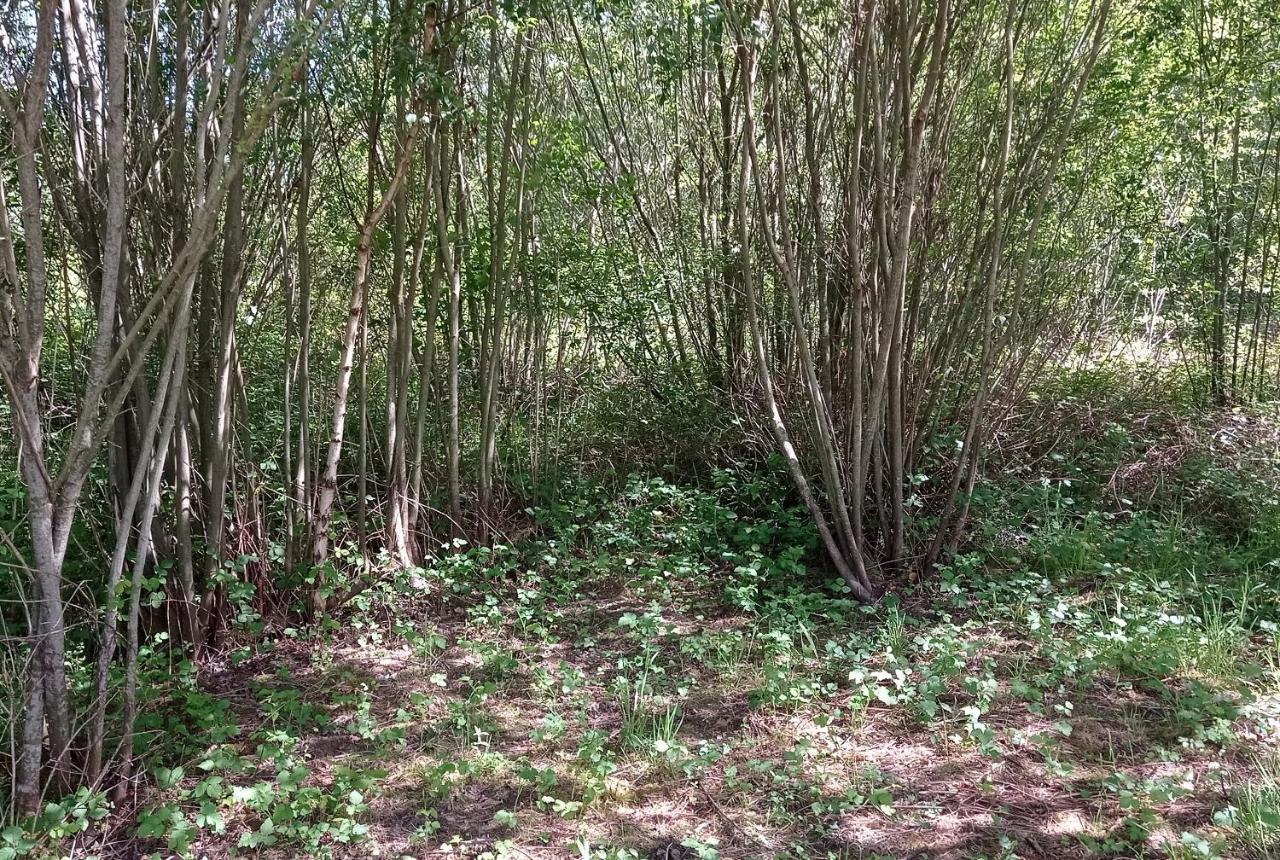 Tente Safari Lodge Dans Foret Luxuriante Vielle-Tursan ภายนอก รูปภาพ